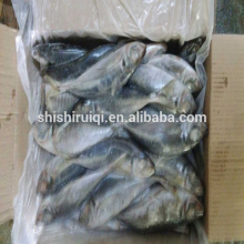 Whole horse mackerel frozen horse mackerel in good quality for market