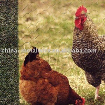 Galvanizd Poultry Netting ( Factory Export)