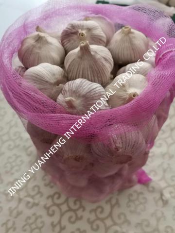 High quality fresh garlic white garlic