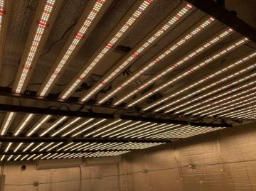 The best chips led grow light for planting