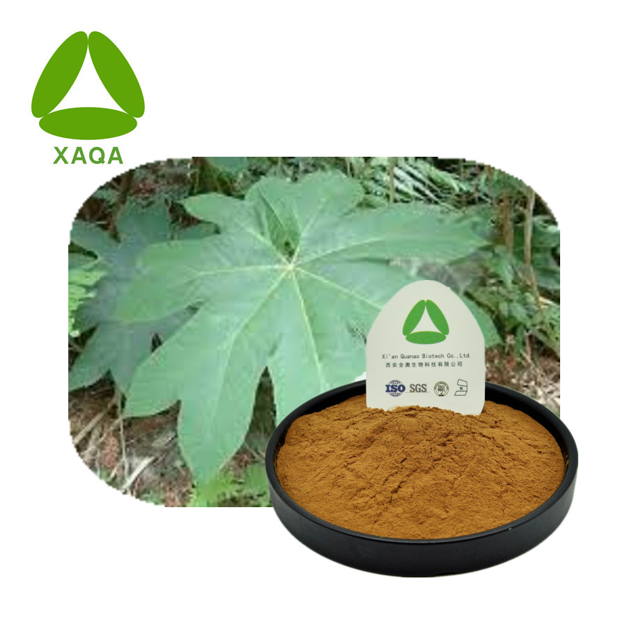 Tetrapanax Papyriferus Extract Jpg