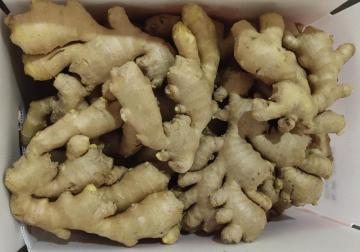 High Quailty Air Dried ginger