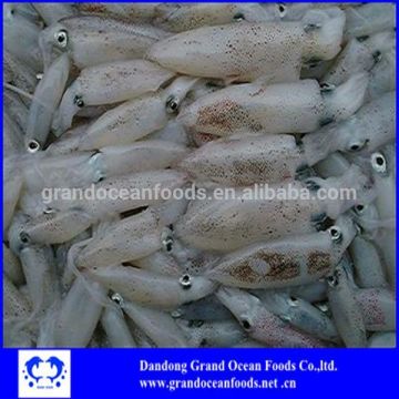 Frozen block loligo squid