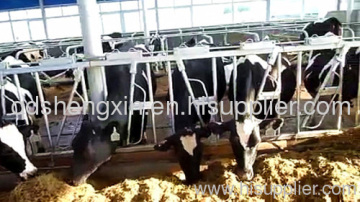 Cattle Head Locks Manufacturer?