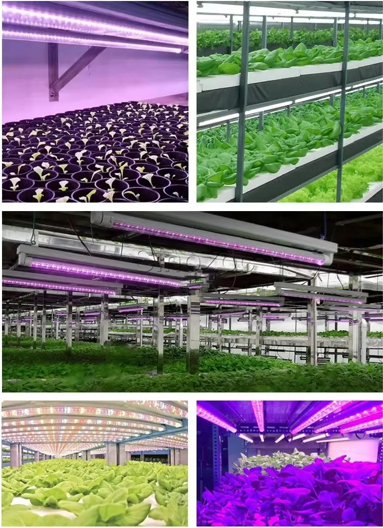 Cultivate Seedlings, Supplement Light for Growth, Full Spectrum T5 Plant Light