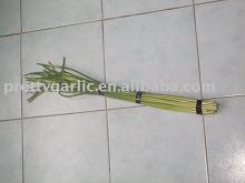 Fresh Garlic Sprout/Stem