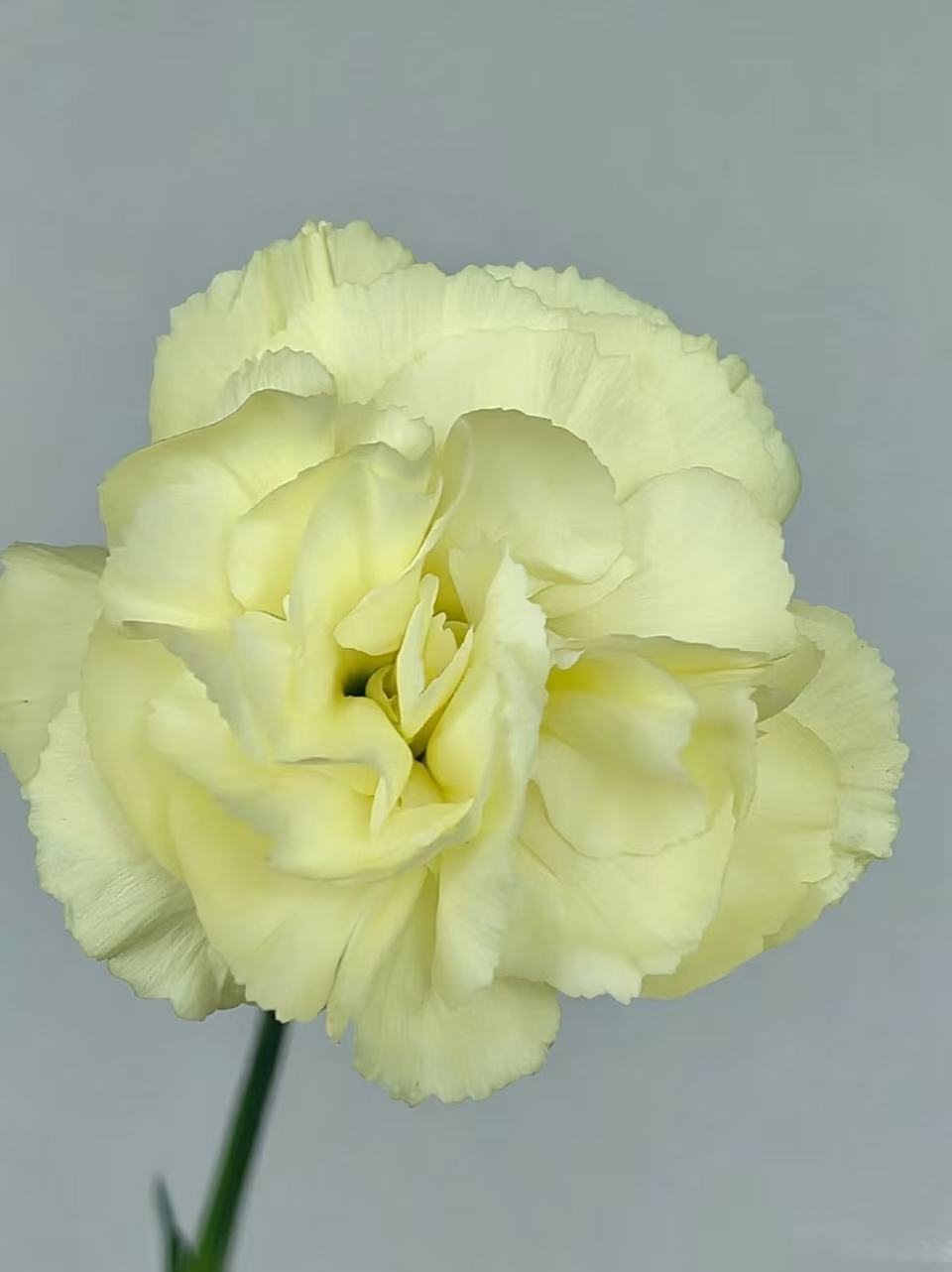 স্প্রে কার্নেশন কল্পনা4 Spray carnation Imagination4