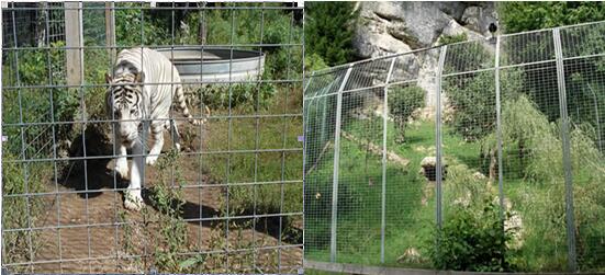 Animal Fence Stainless Steel Welded Mesh