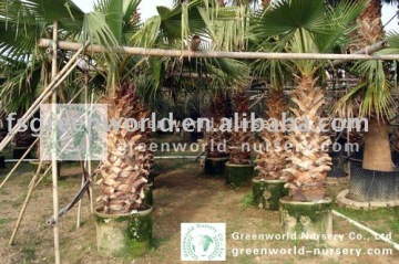 Washingtonia palm trees
