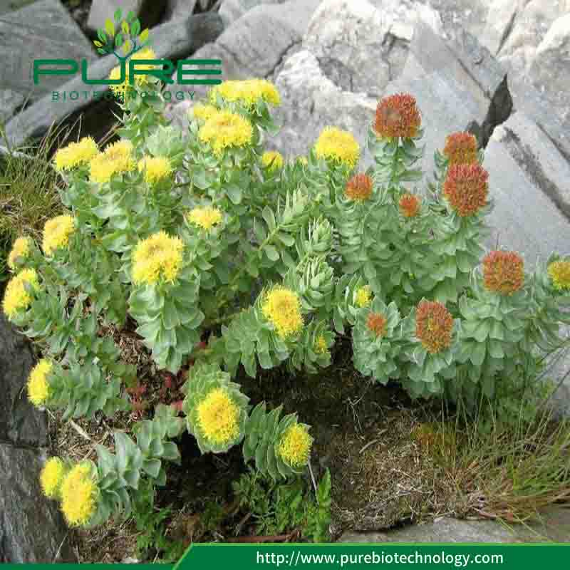 نقية الطبيعية المجففة روديولا الوردية الجذر روزافينز عالية 4 Pure Natural Dried Rhodiola Rosea Root High Rosavins 4