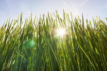 Vetiver Essential Oil 50ml