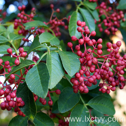 sichuan pepper powder tea