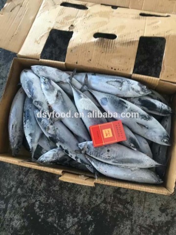 Sea Foods Exporters Frozen Bonito 300-500G