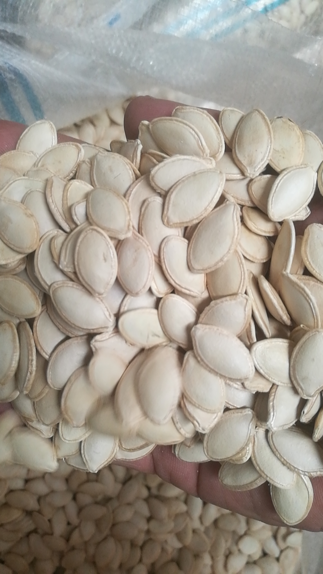 Best price wholesale Natural Pumpkin seeds