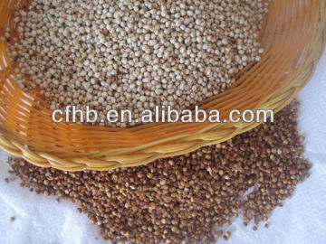 White sorghum seeds