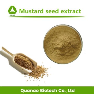 White Mustard Seed Extract Powder 10:1