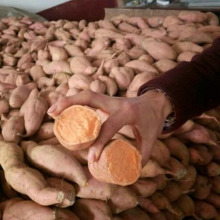 Jining greenfarm red banana sweet potato