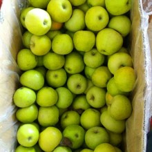 fresh good quality green qinguan apple