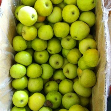 fresh good quality green qinguan apple