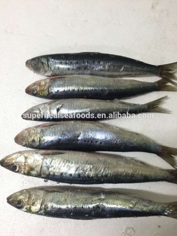 Bulk Packing Frozen Sardine Fish(Sardinops Sagax)