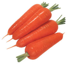 Fresh Carrot