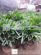 rhapis excelsa potted for sale