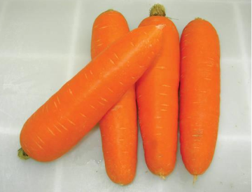 High quality Fresh Carrot organic carrot for sale