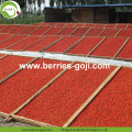 โรงงานซัพพลายโภชนาการเป็นกลุ่มผลไม้แห้ง Goji Berry