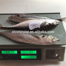 Hardtail mackerel fish frozen finny scad horse mackerel