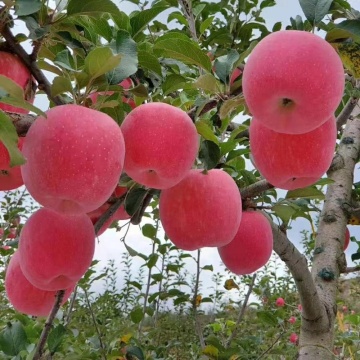 apple fruit red fuji China red fuji apple