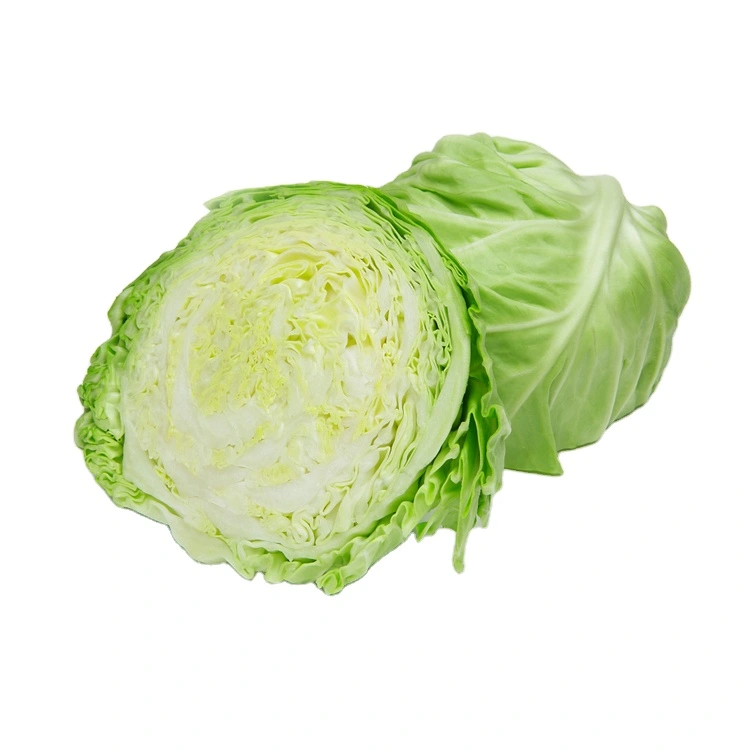 Fresh Cabbage Round Cabbage Wholesale Price From China