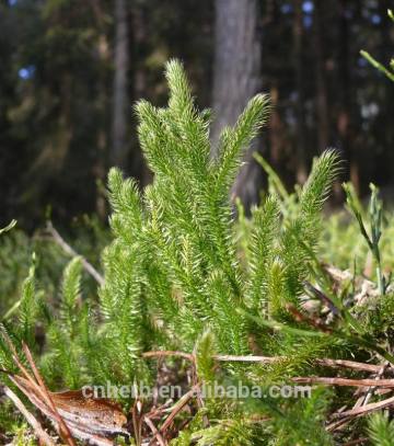 Herba lycopodii,Lycopodium clavatum,Club moss,Clubmoss,Staghorn,Lycopodiopsida,Stone pine,Ground,Good luck,Stag born,horn,Runnig