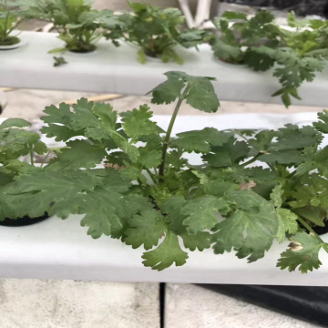 Gewächshäuser Hydroponic Nft Gully Growing Systems Pipe