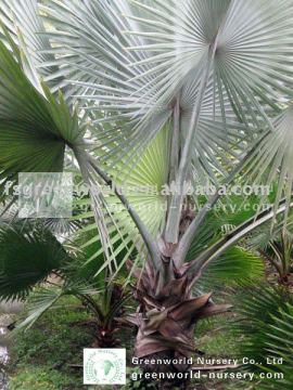 bismarckia nobilis fan palm
