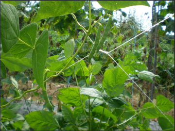 Bean Plant Support Net
