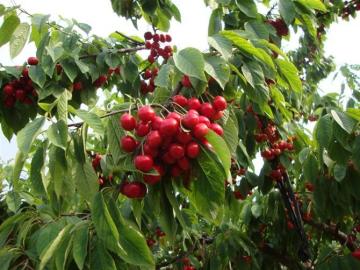 Red cherry fruit tree seeds for Growing