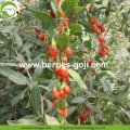 Grosir Massal Vitamin Eu Goji Berries Standar