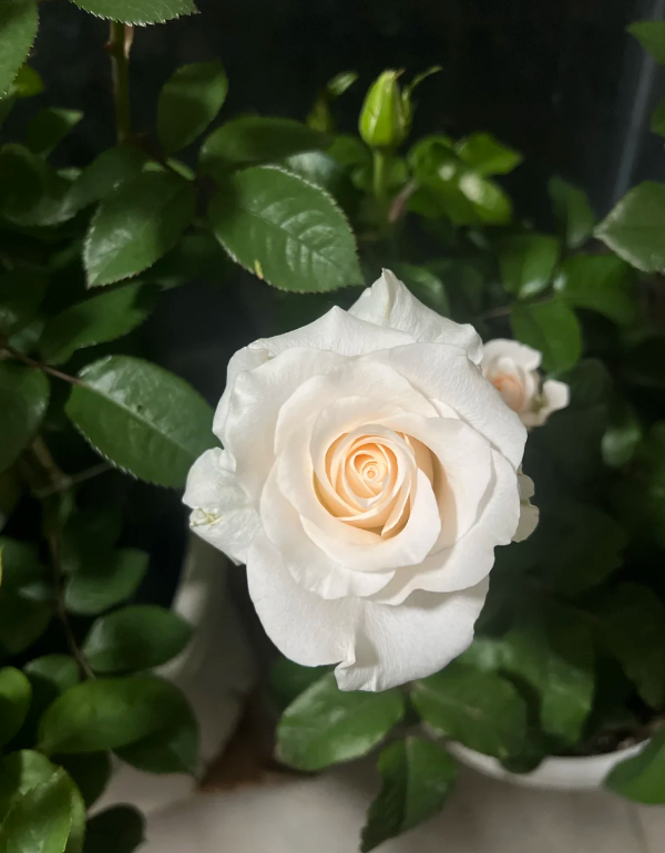 সিনথিয়া রোজ Cynthia Rose
