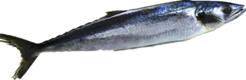 Sea Frozen Spanish Mackerel 150-750g