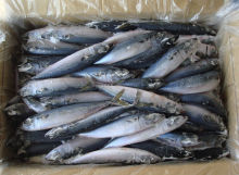 Frozen pacific mackerel atlantic mackerel for canning canned food frozen seafood