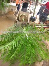 phoenix roebelenii rooted palm trees for indoor