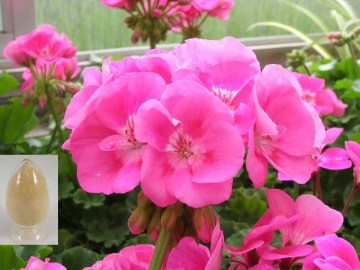 High quality Geranium P.E,Pelargonium Sidoides Extract