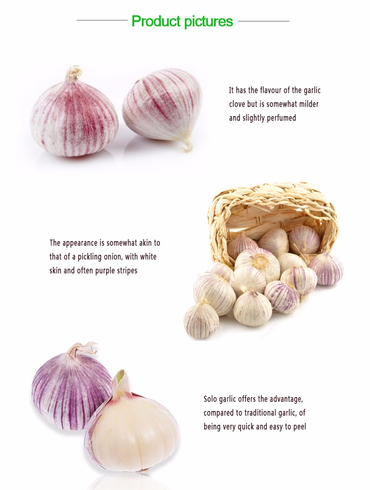 China farm fresh solo garlic