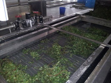 DW Continuous Belt Dryer For Vegetables