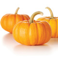 Proteína de semilla de calabaza