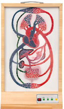 Large and small cycle electric medical models