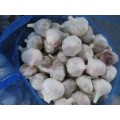 Cold Storage Fresh Normal White Garlic 2020