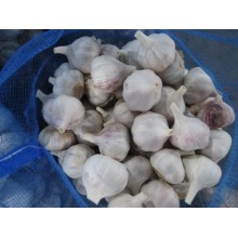 Cold Storage Fresh Normal White Garlic 2020