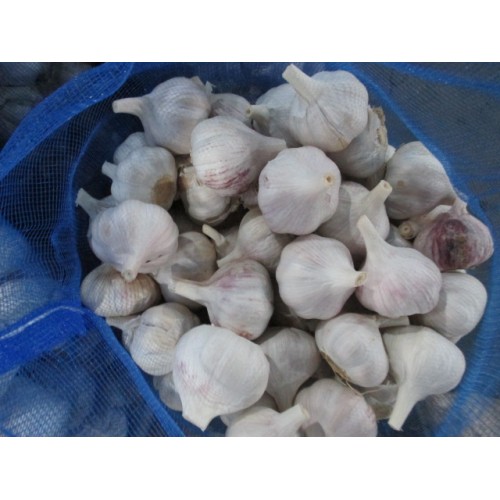 Cold Storage Fresh Normal White Garlic 2020