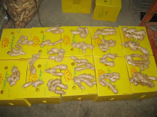 export to Algeria air dried ginger